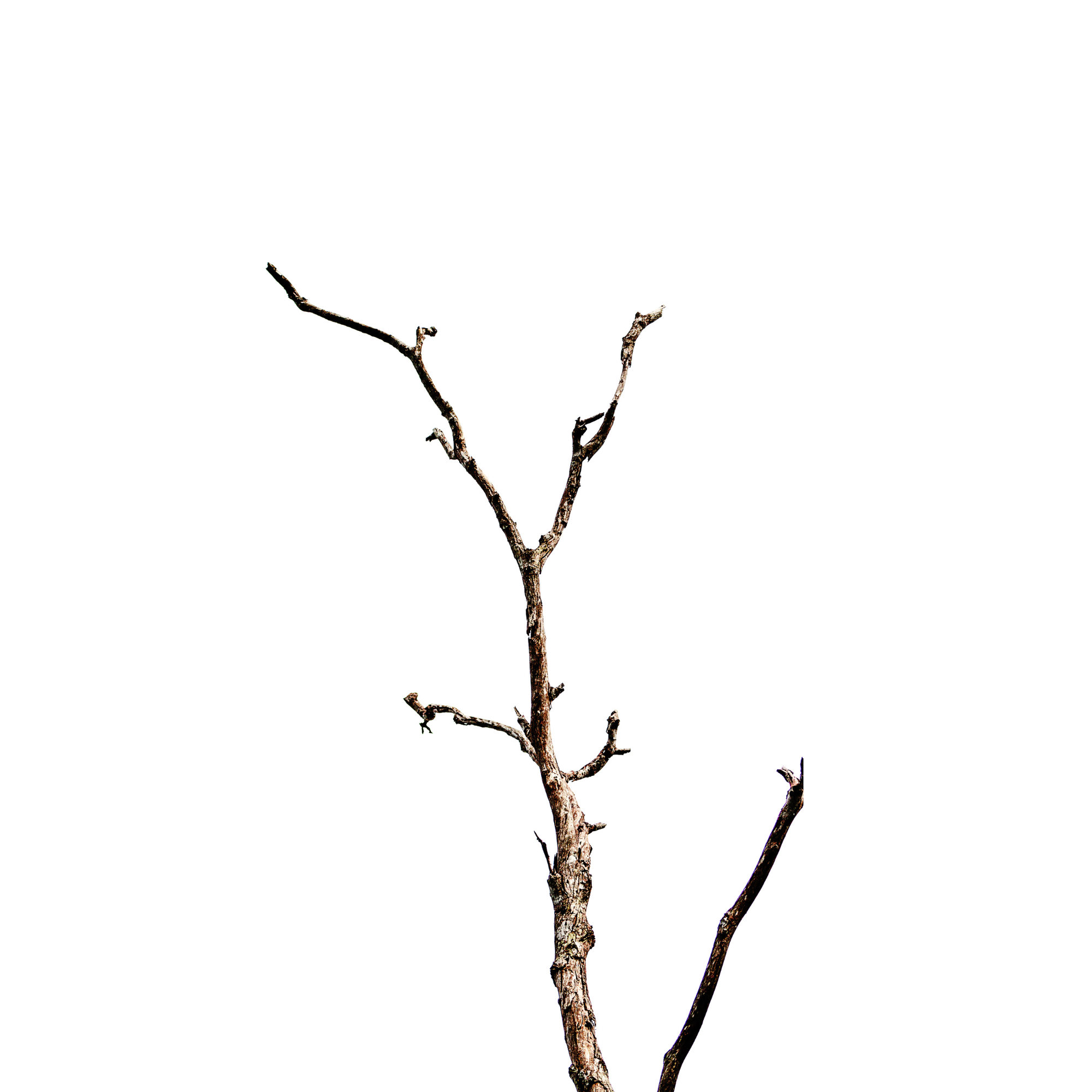 ITCHY SKIN: What is the Culprit?