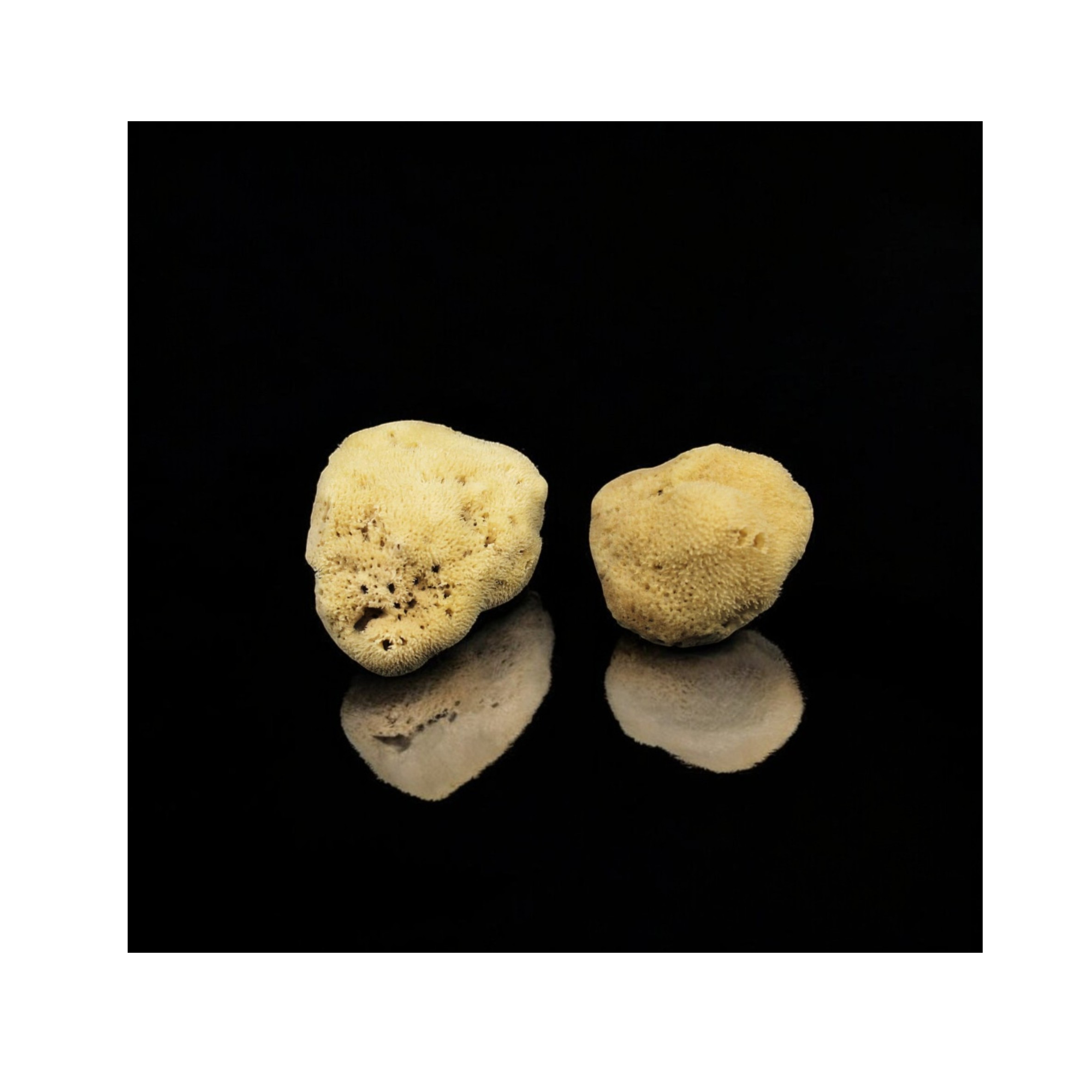 FINE SILK SPONGE